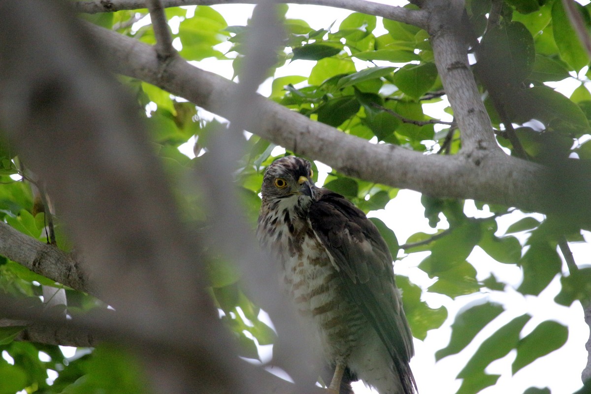 Crested Goshawk - ML105174171