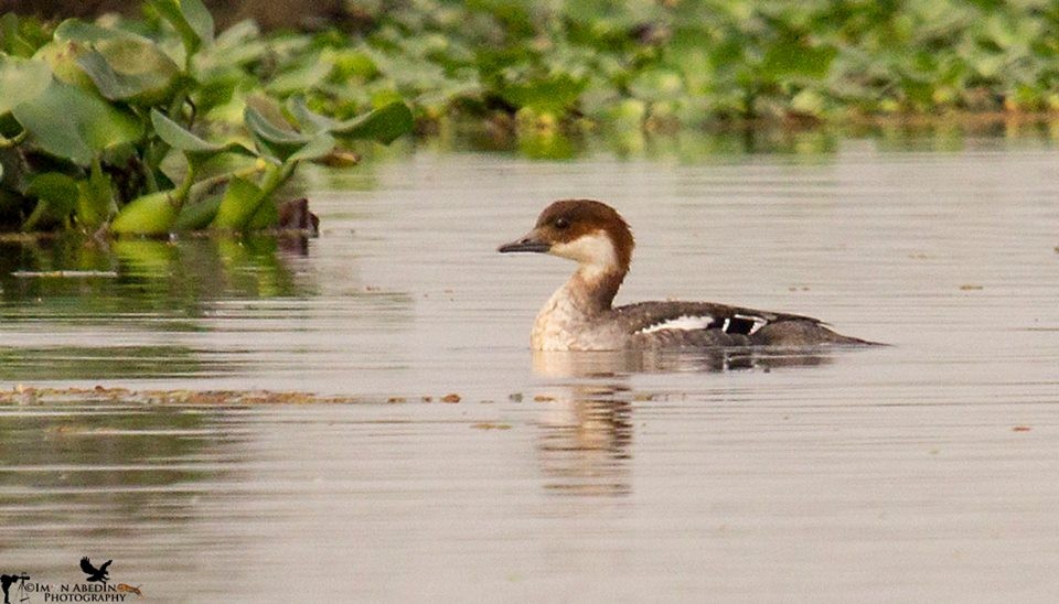 morčák malý - ML105174251