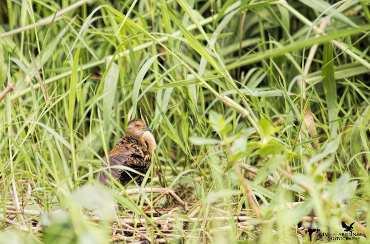 chřástal nejmenší - ML105174261