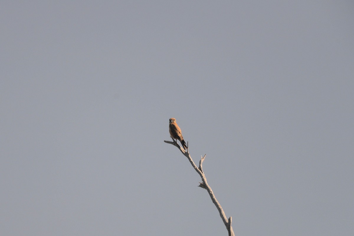 Nankeen Kestrel - Nige Hartley