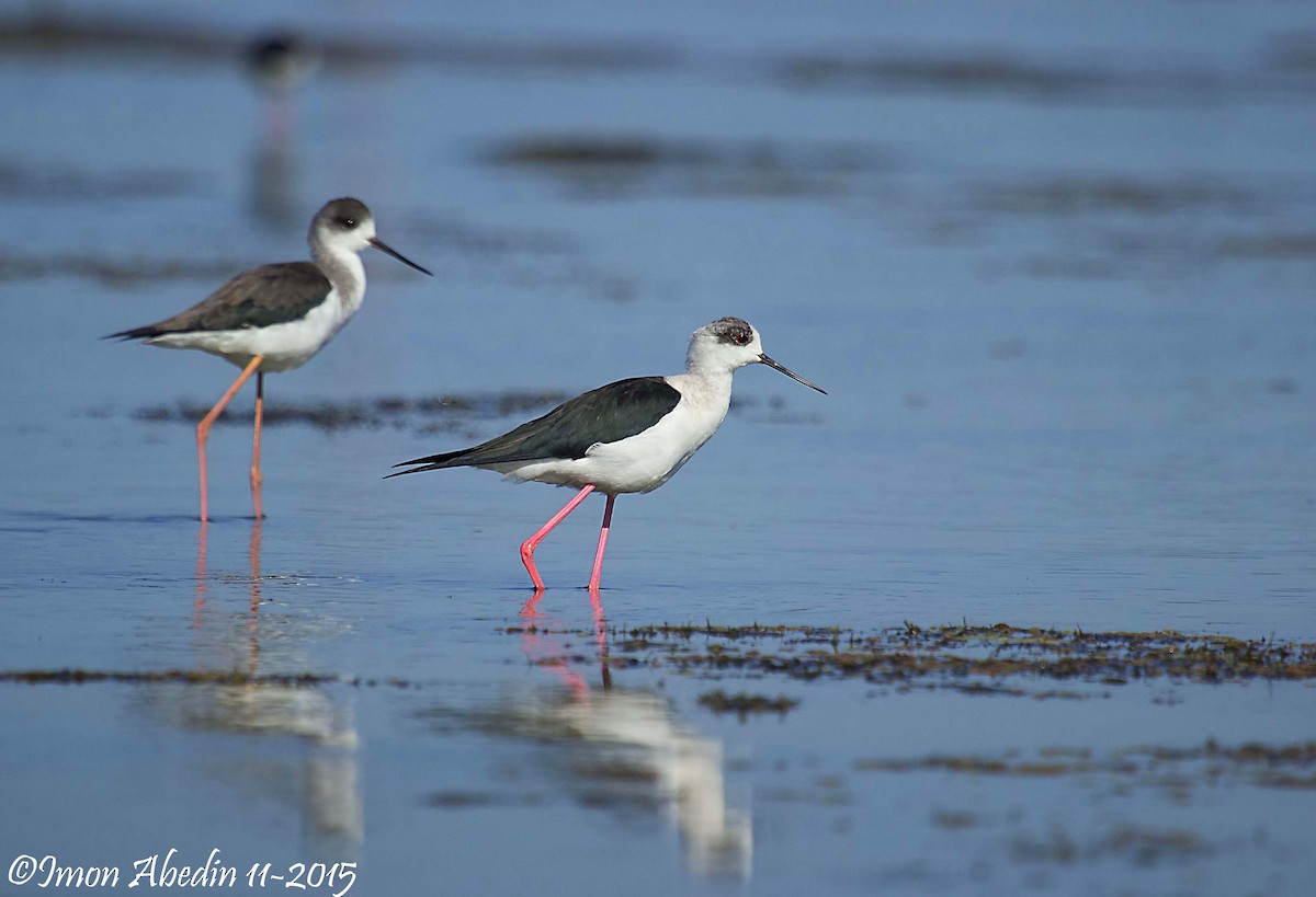 pisila čáponohá - ML105174291