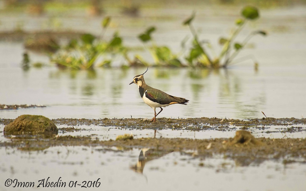 Northern Lapwing - ML105174311