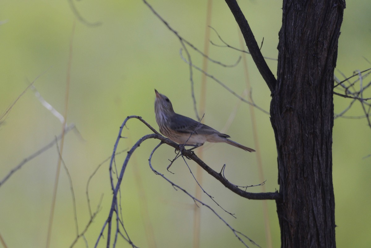 Rufous Whistler - ML105174341