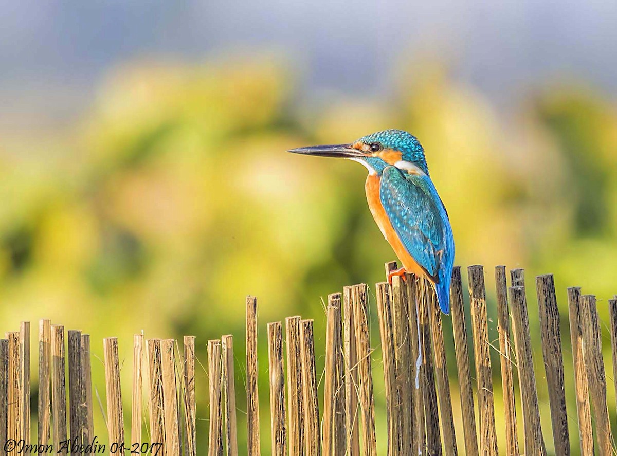 ledňáček říční - ML105174361