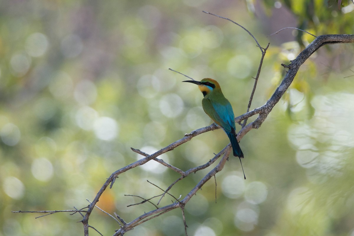 Rainbow Bee-eater - ML105174371