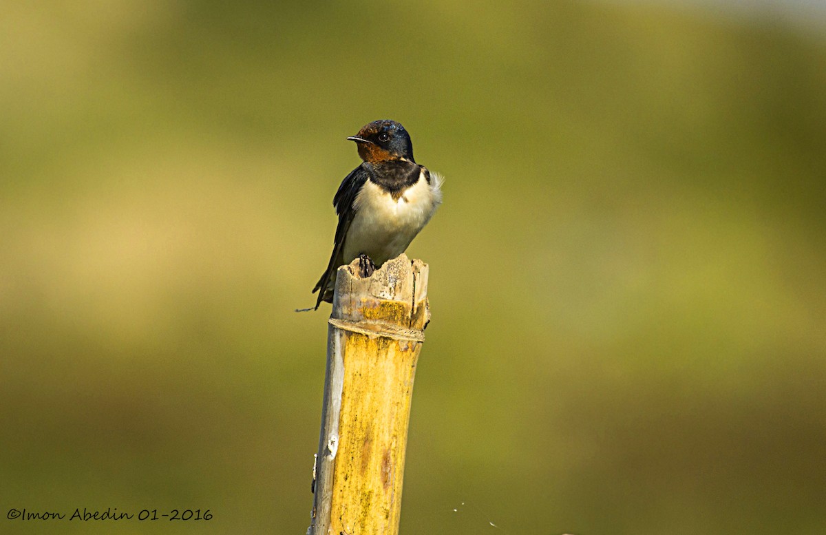 vlaštovka obecná - ML105174421