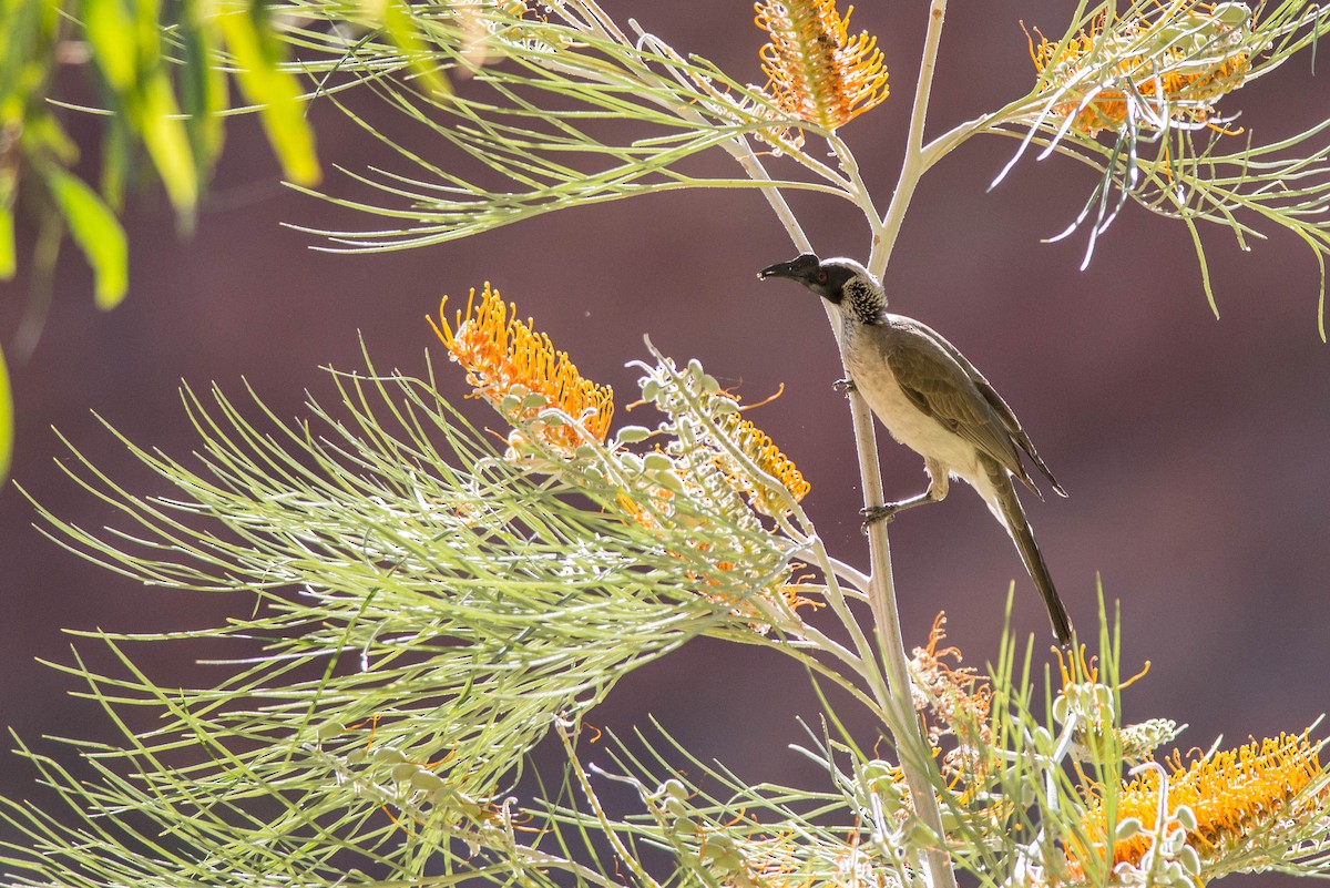 Silver-crowned Friarbird - ML105174441