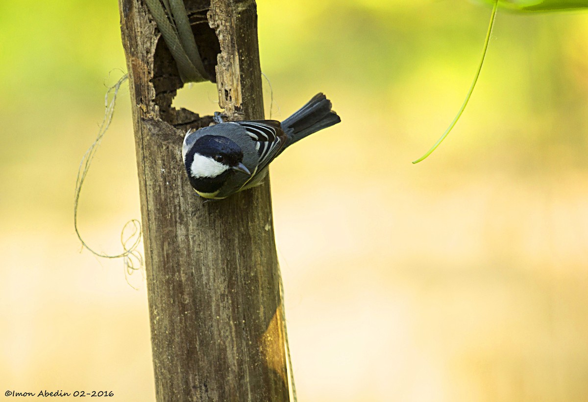 sýkora popelavá [skupina cinereus] - ML105174451