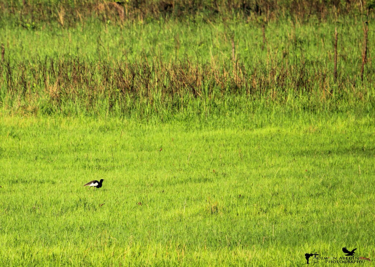 Bengal Florican - ML105174571