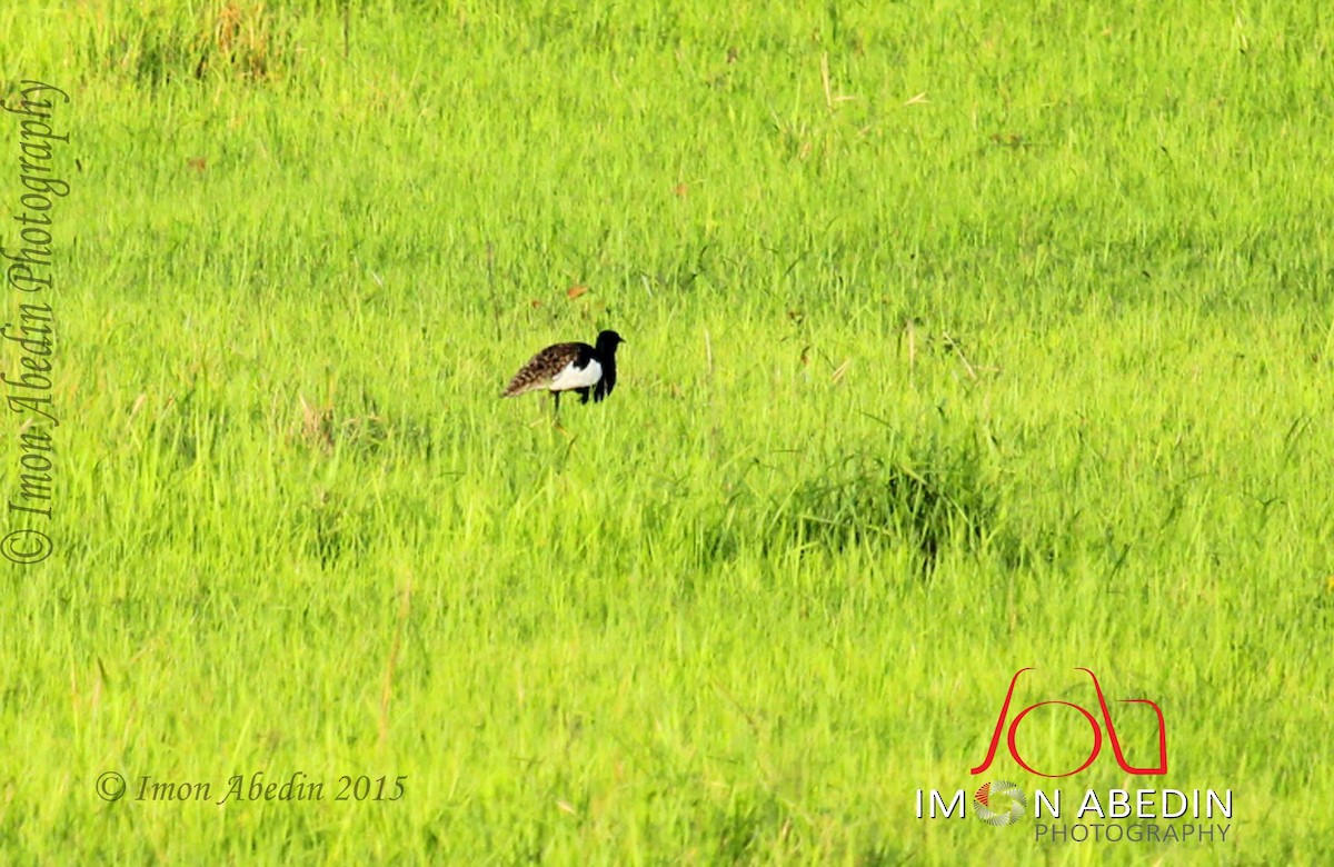 drop bengálský - ML105174581