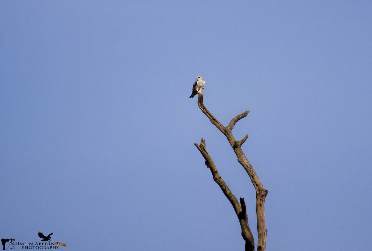 luněc šedý - ML105174621