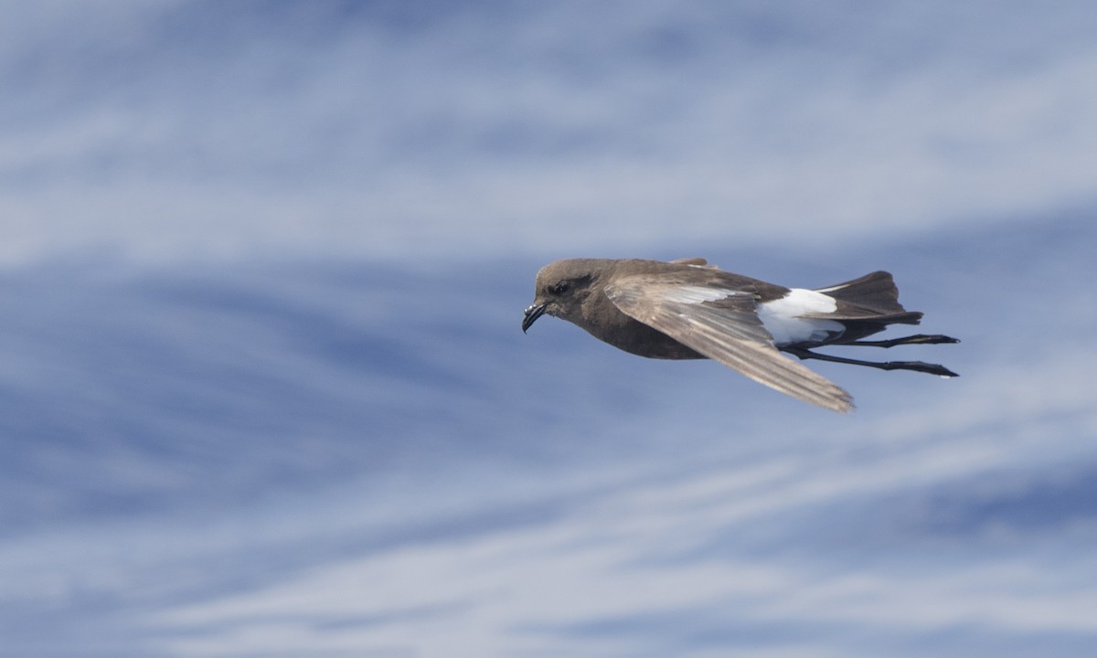 Wilson's Storm-Petrel - ML105175441