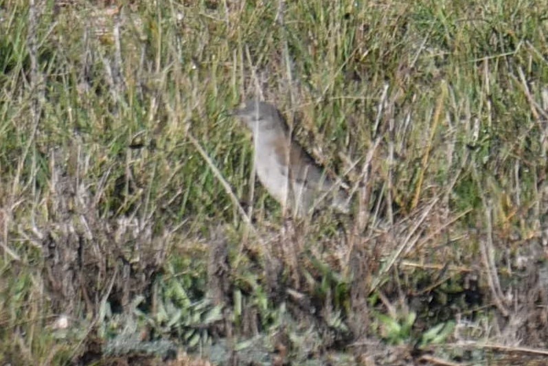 Gray Shrikethrush - ML105175491