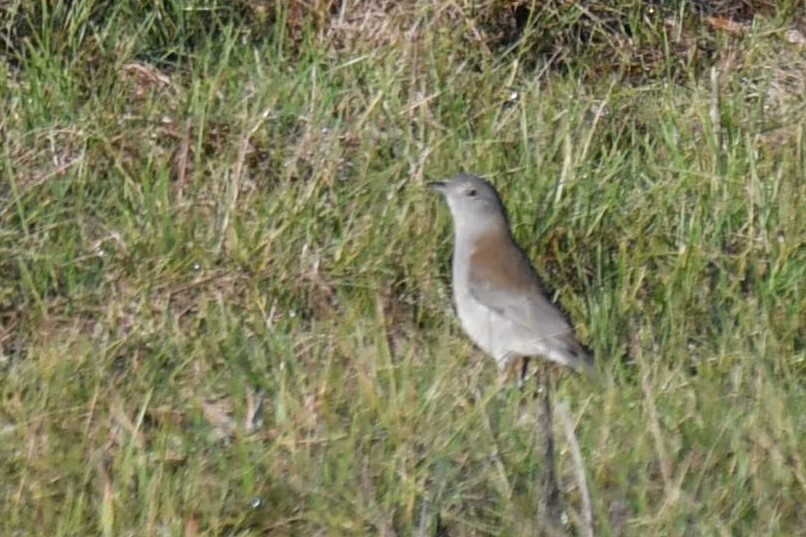 Gray Shrikethrush - ML105175501