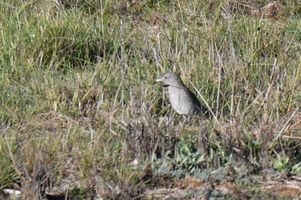 Gray Shrikethrush - ML105175511