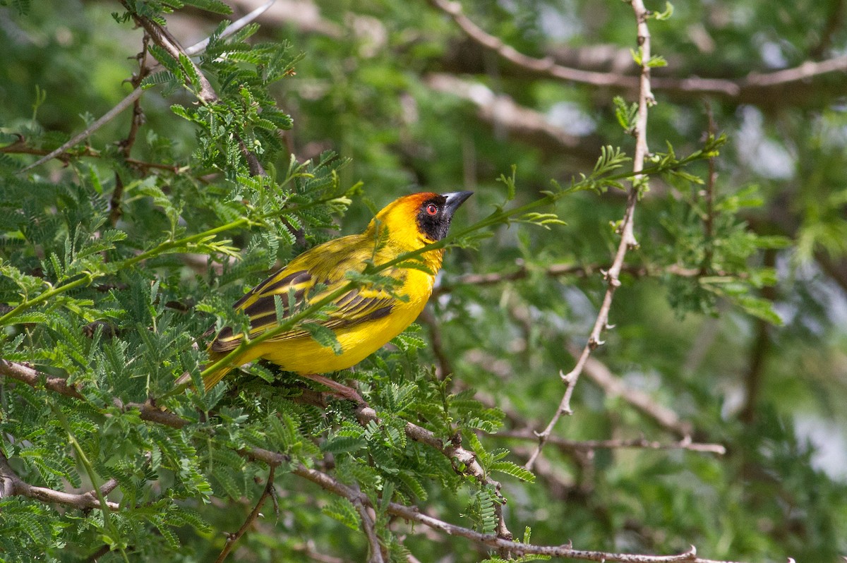 Vitelline Masked-Weaver - Chris Sayers