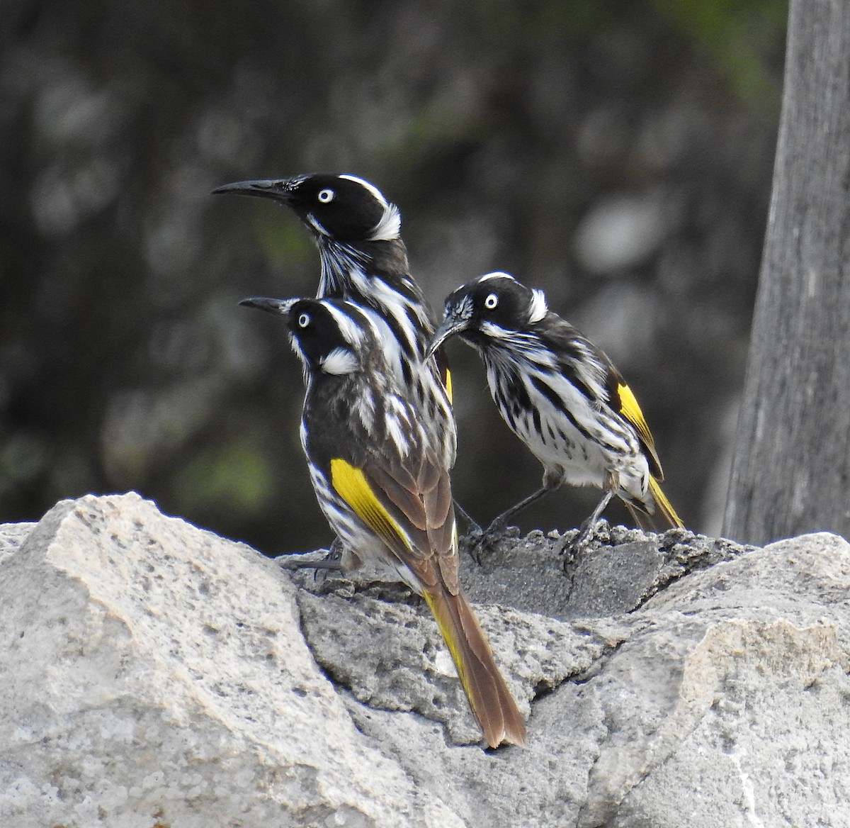 New Holland Honeyeater - ML105179331