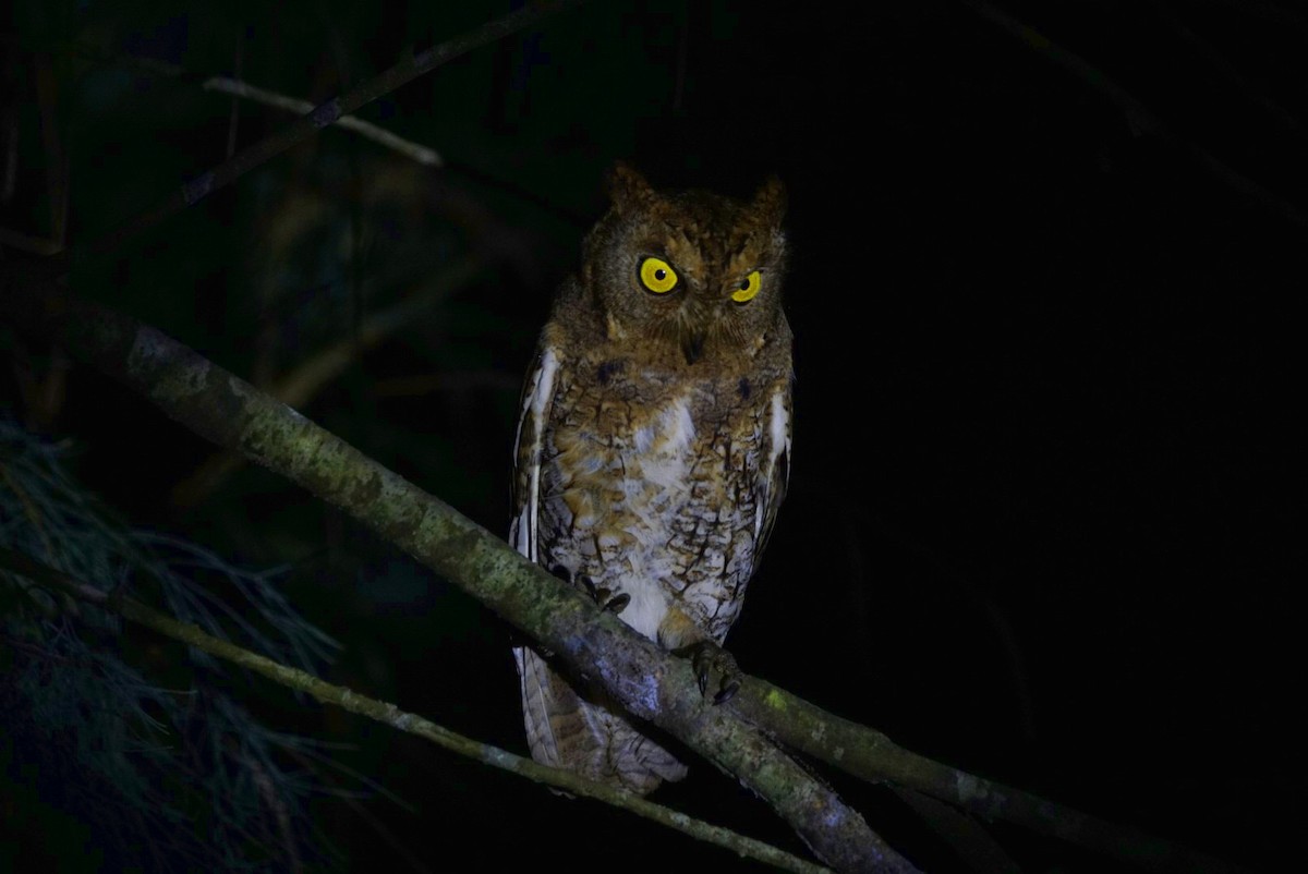 Oriental Scops-Owl - ML105180451