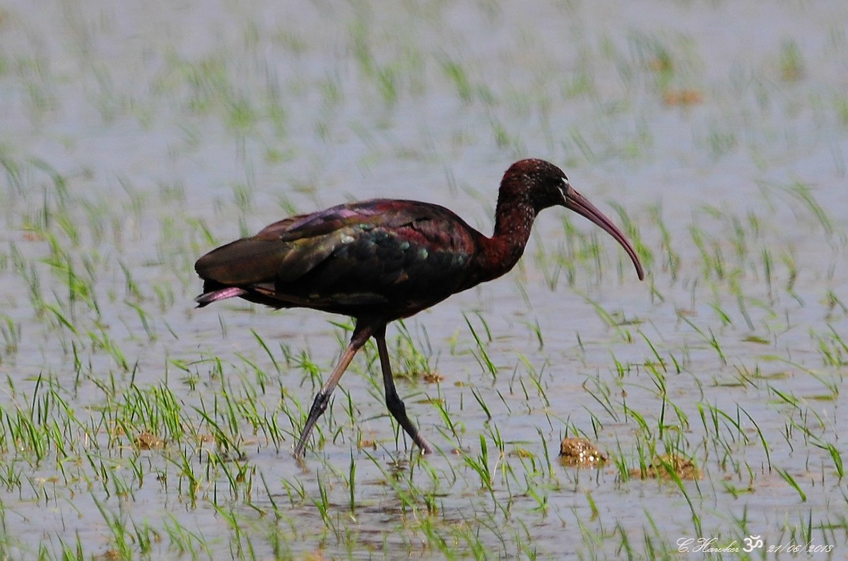 Ibis falcinelle - ML105180571