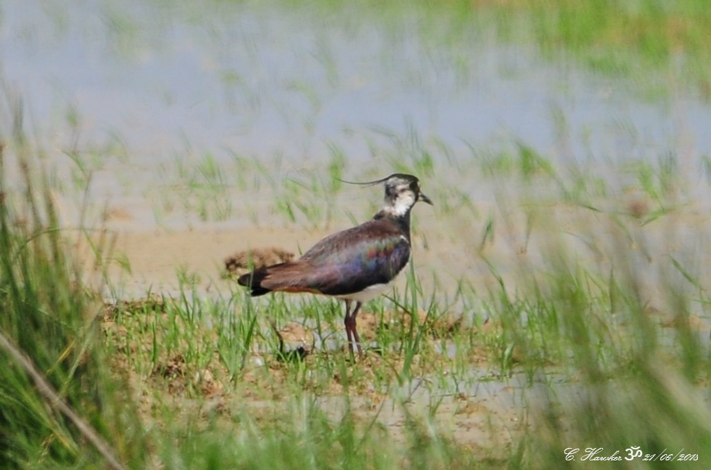 Northern Lapwing - ML105180601