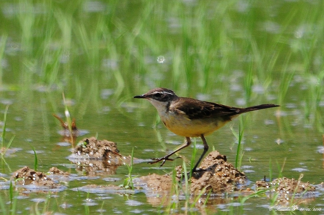 Western Yellow Wagtail - ML105180671