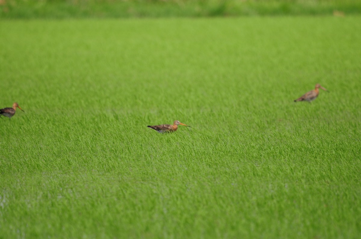 Black-tailed Godwit - ML105180681