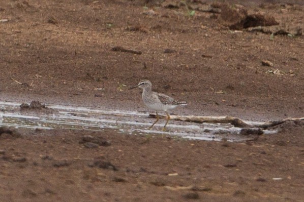 Wood Sandpiper - Chris Sayers