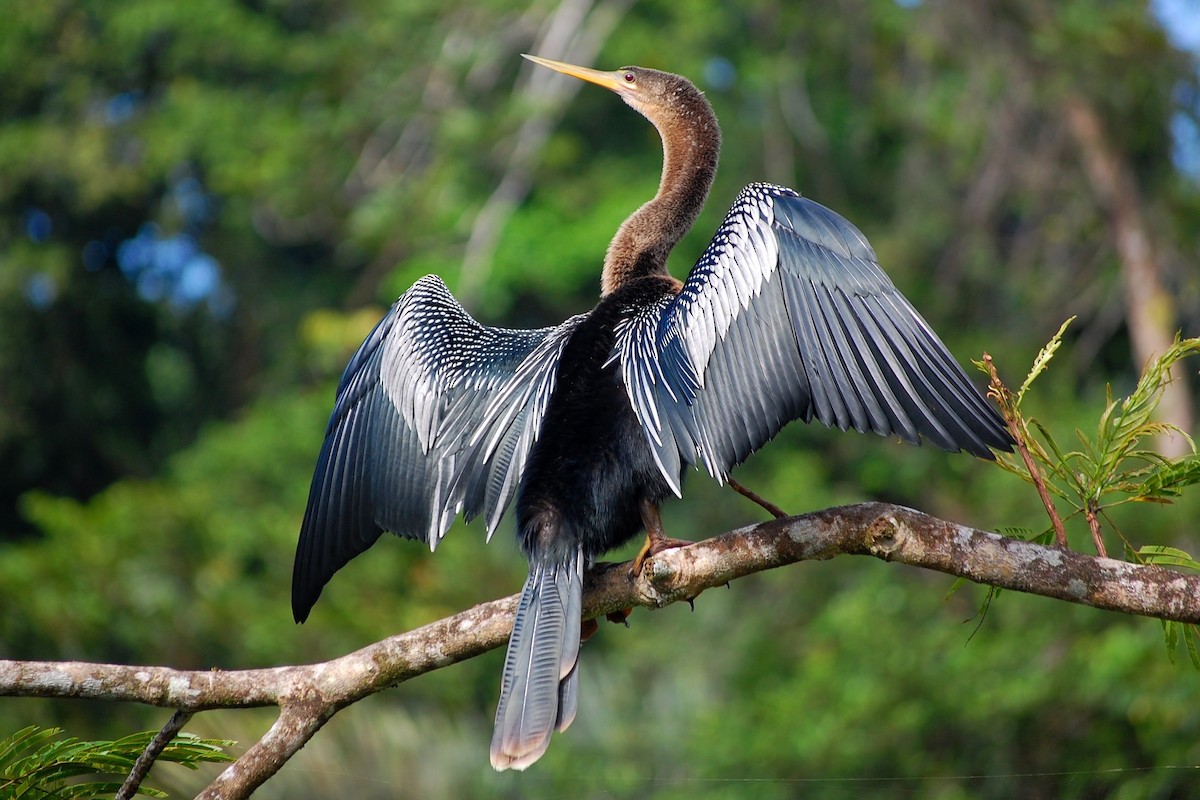 Anhinga - Robert Walker