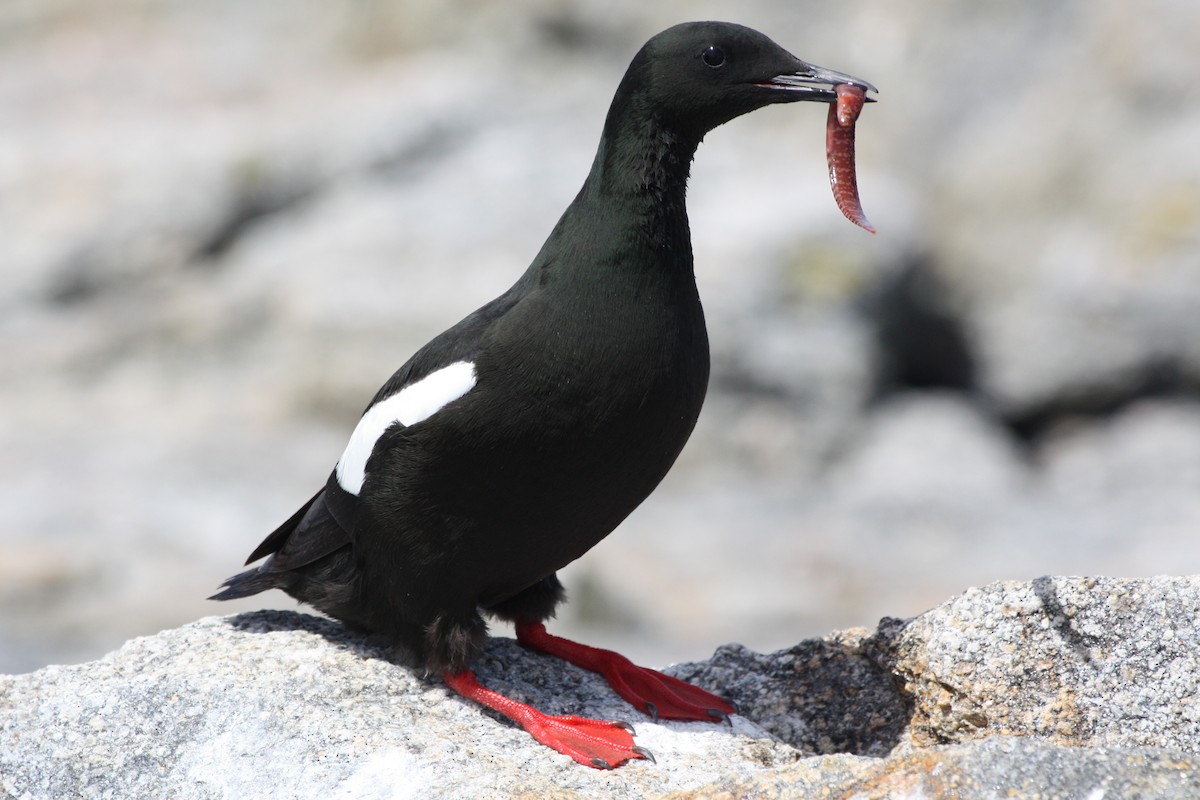 Black Guillemot - ML105182881