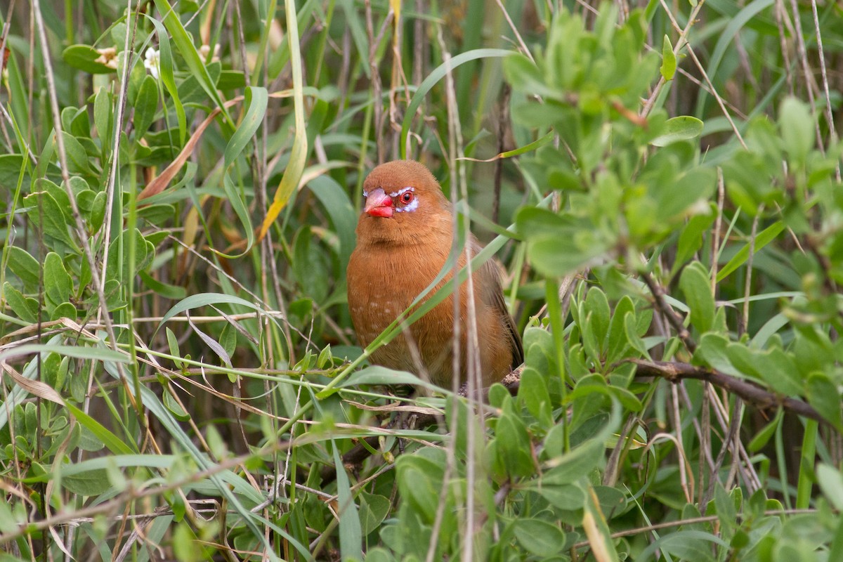 Cordonbleu violacé - ML105183231