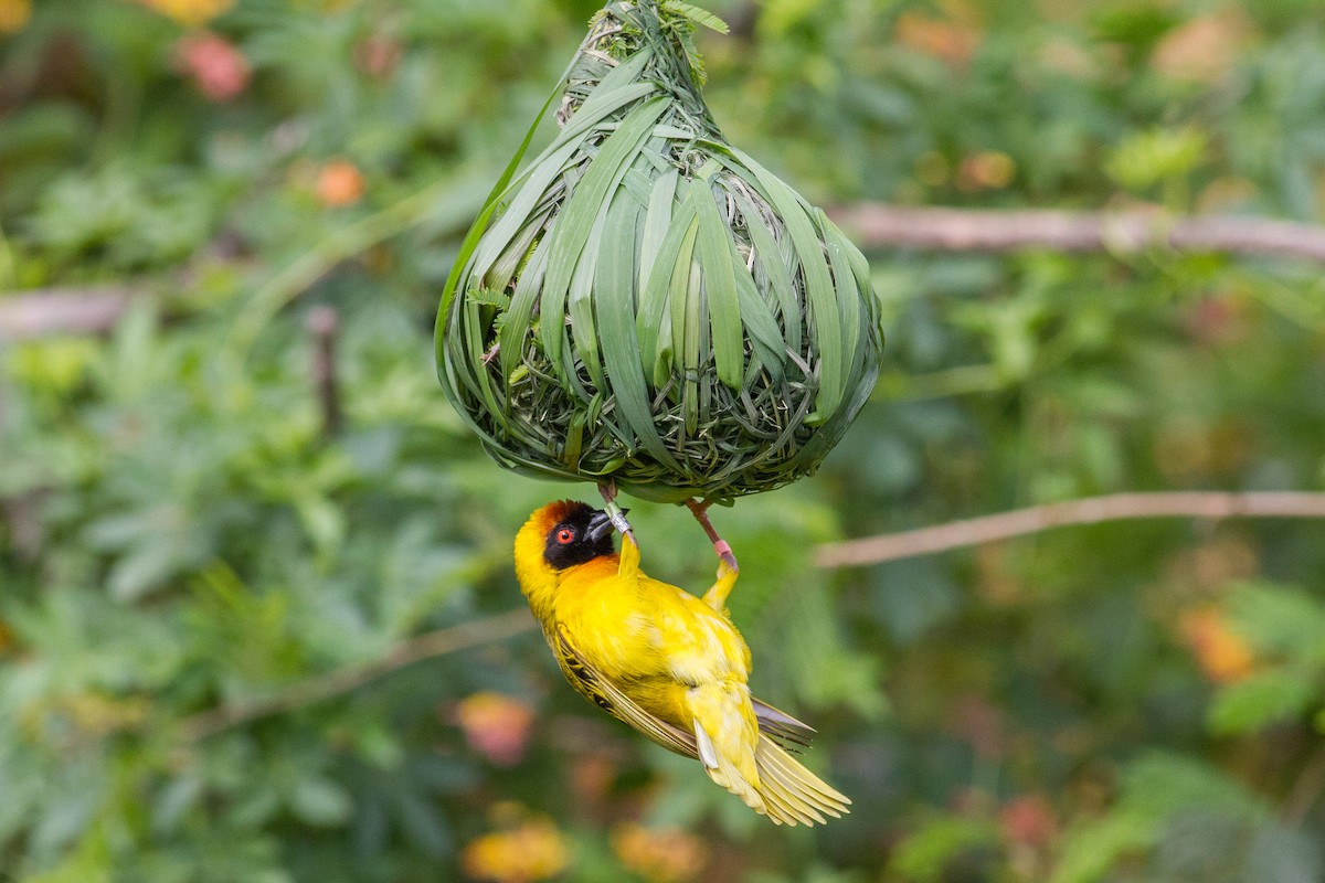 Vitelline Masked-Weaver - Chris Sayers