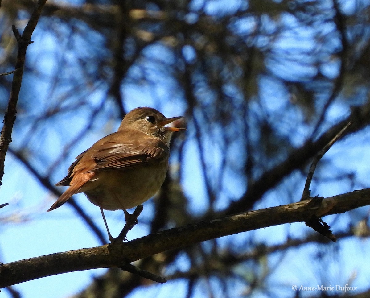 Hermit Thrush - ML105183531