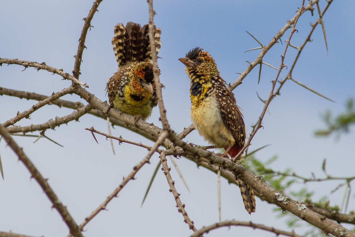 D'Arnaud's Barbet - ML105183541