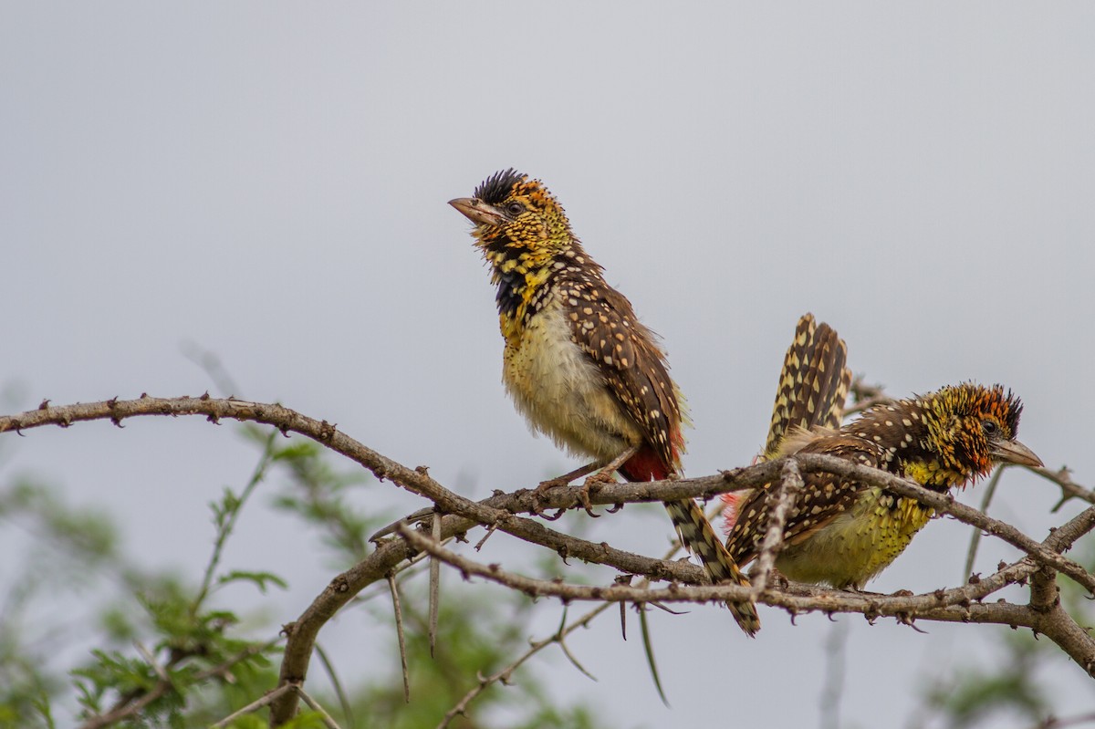 D'Arnaud's Barbet - ML105183561