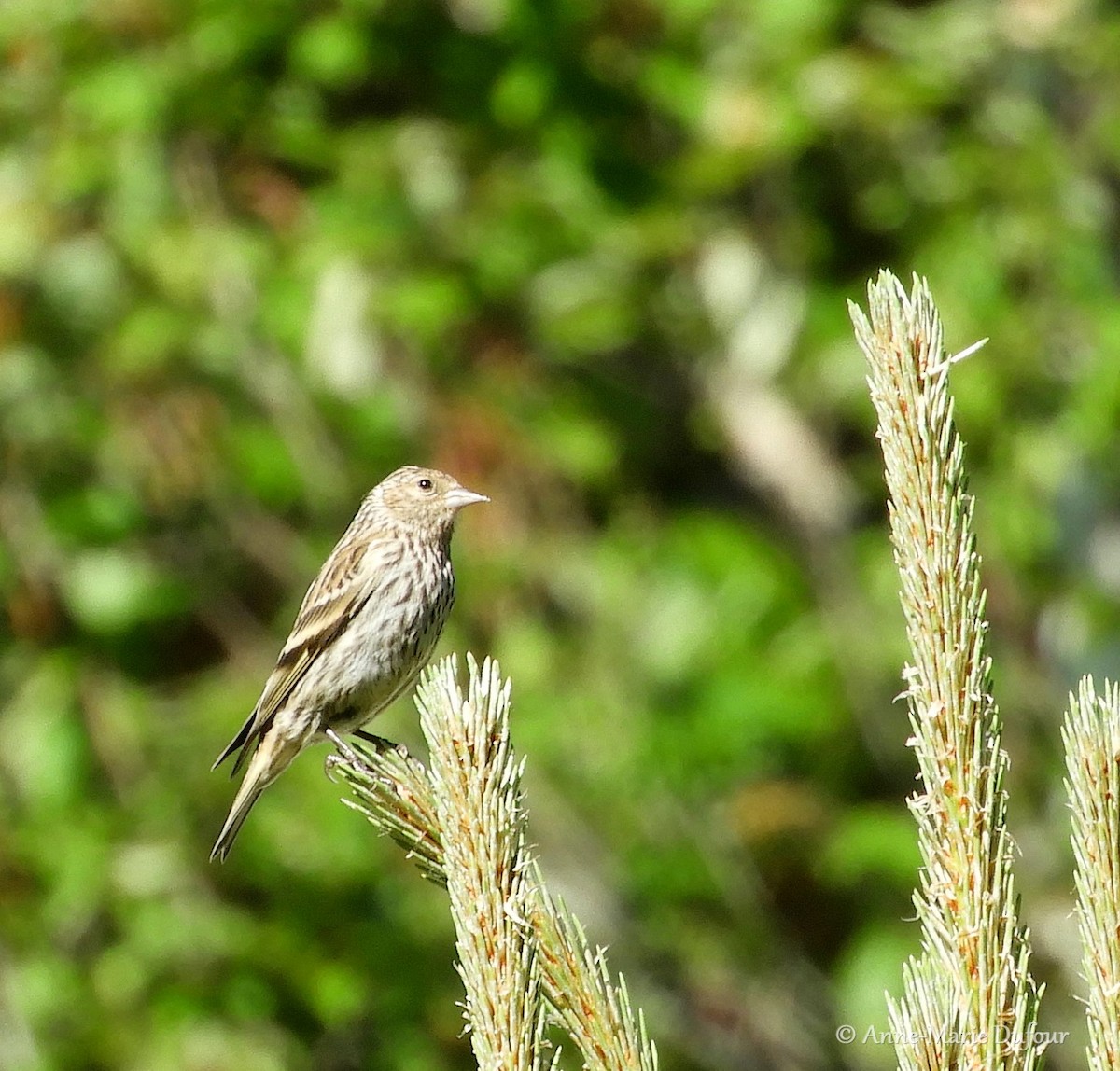 Pine Siskin - ML105183631