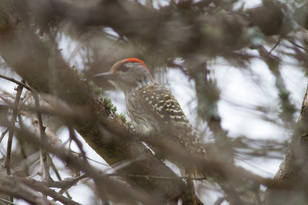 Cardinal Woodpecker - ML105183731