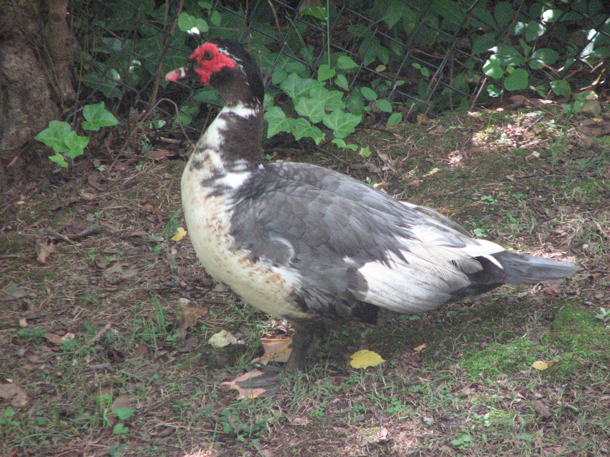 Muscovy Duck (Domestic type) - ML105185101