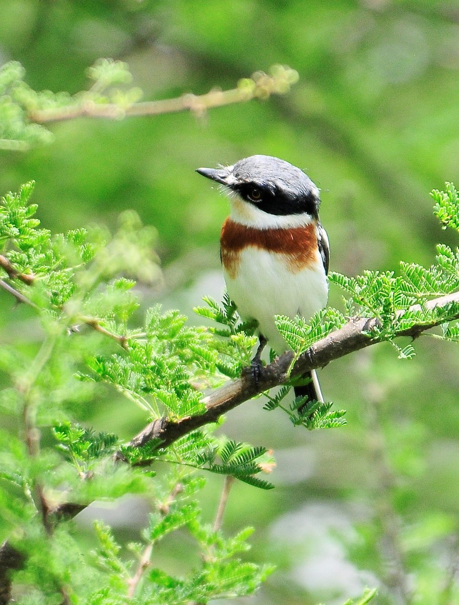 Pygmy Batis - ML105185401