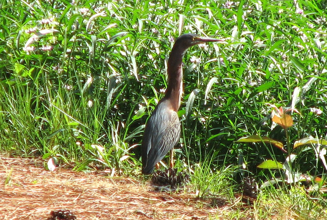 Green Heron - Hope Shastri