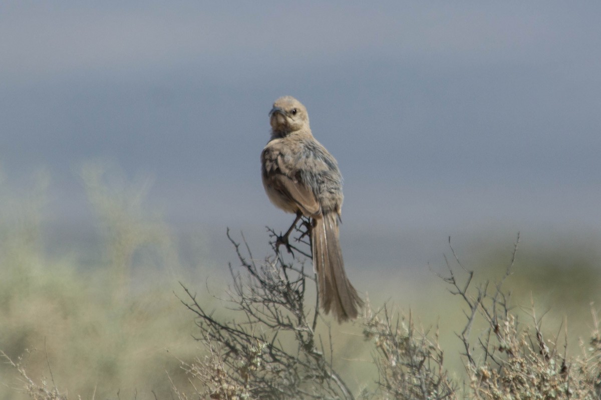 LeConte's Thrasher - ML105187541