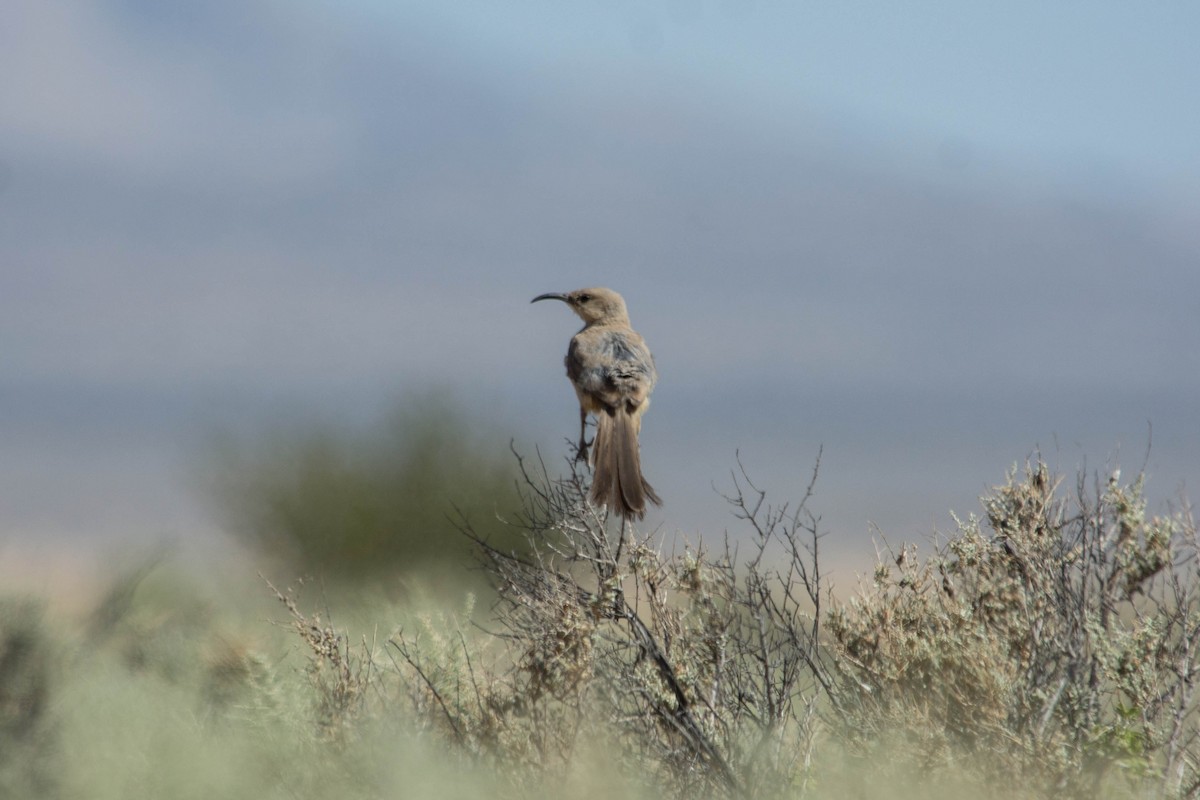 LeConte's Thrasher - ML105187551