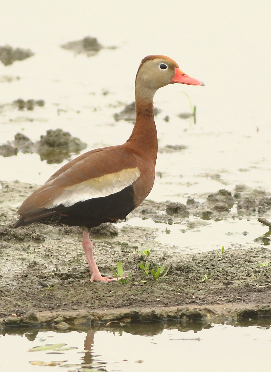 Dendrocygne à ventre noir - ML105189821