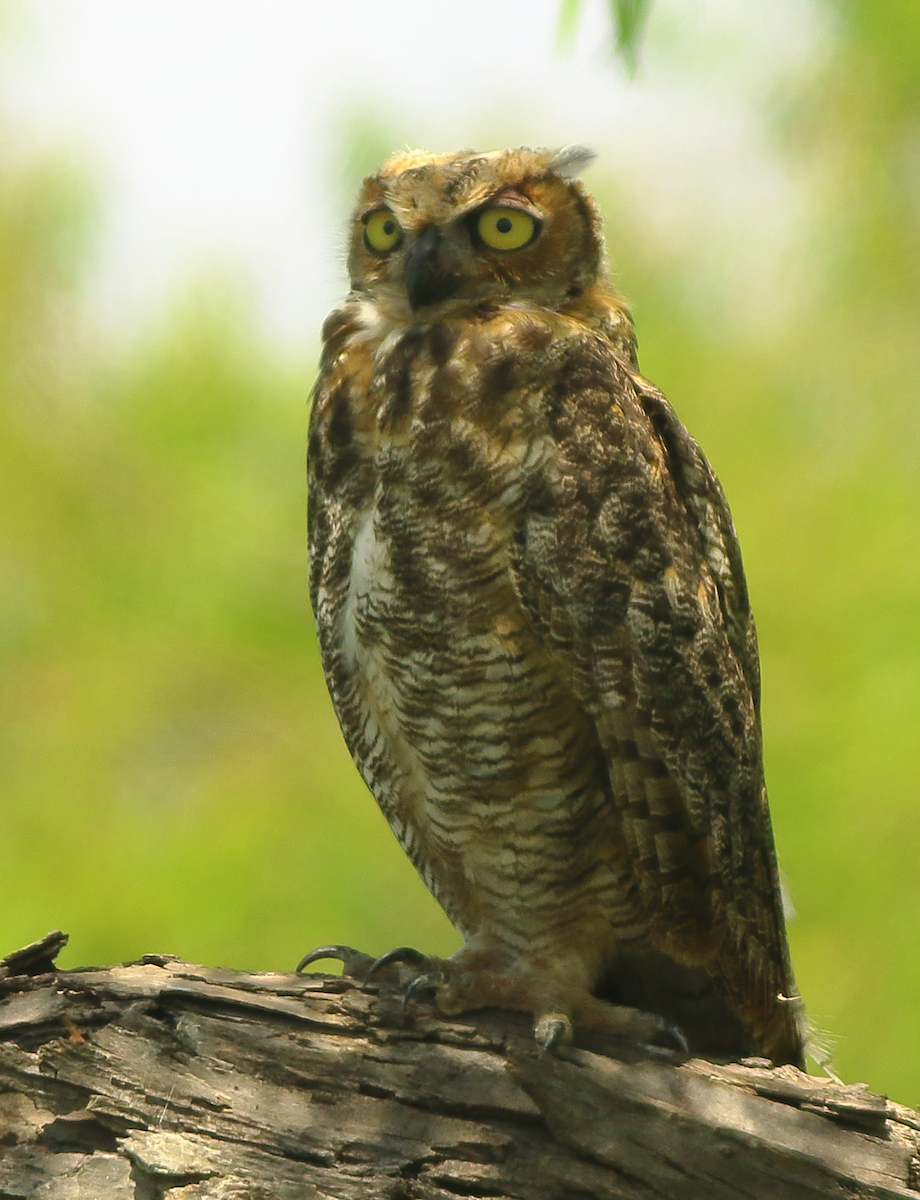 Great Horned Owl - ML105191511
