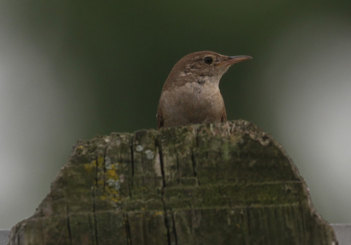 Northern House Wren - ML105191691