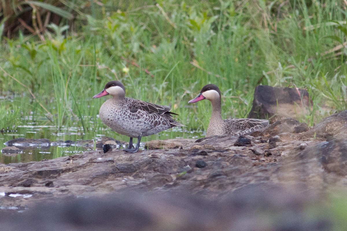 Red-billed Duck - Chris Sayers