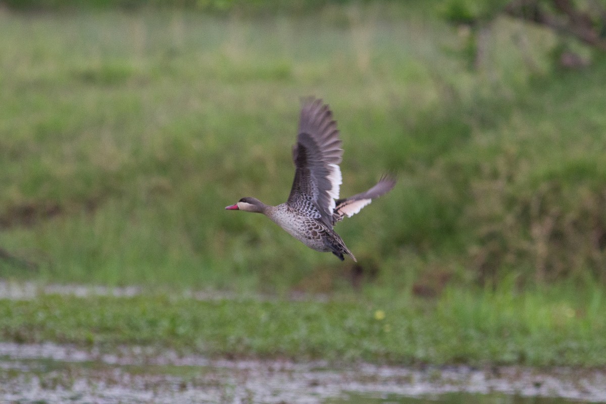 Red-billed Duck - ML105191941