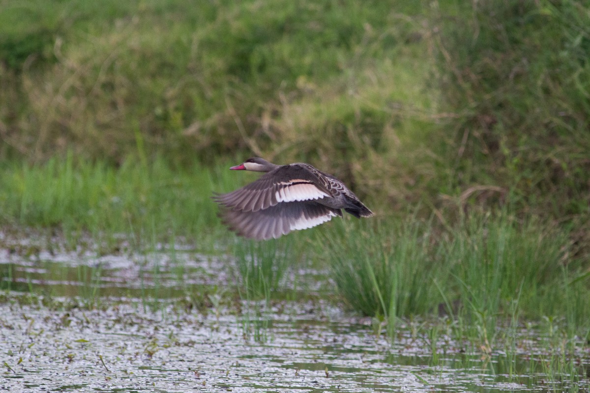 Red-billed Duck - ML105191951