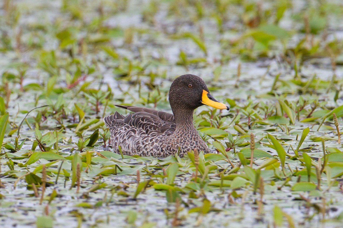 Yellow-billed Duck - ML105192481