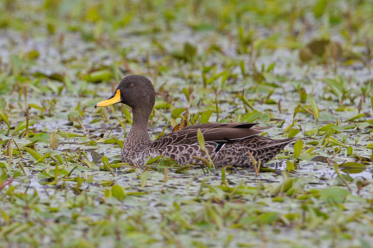 Canard à bec jaune - ML105192501