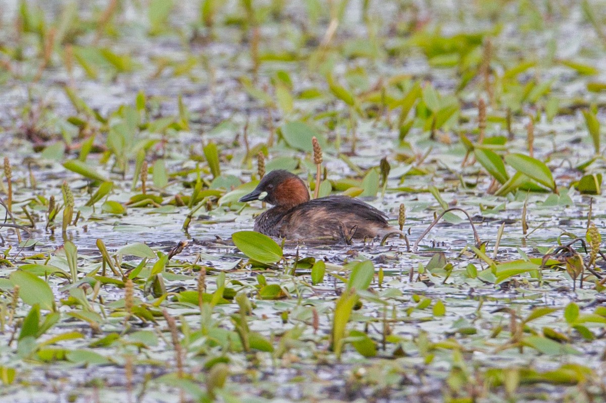 Little Grebe - Chris Sayers